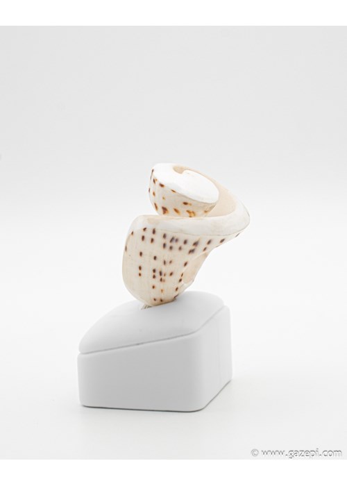 Handcrafted natural shell ring. 